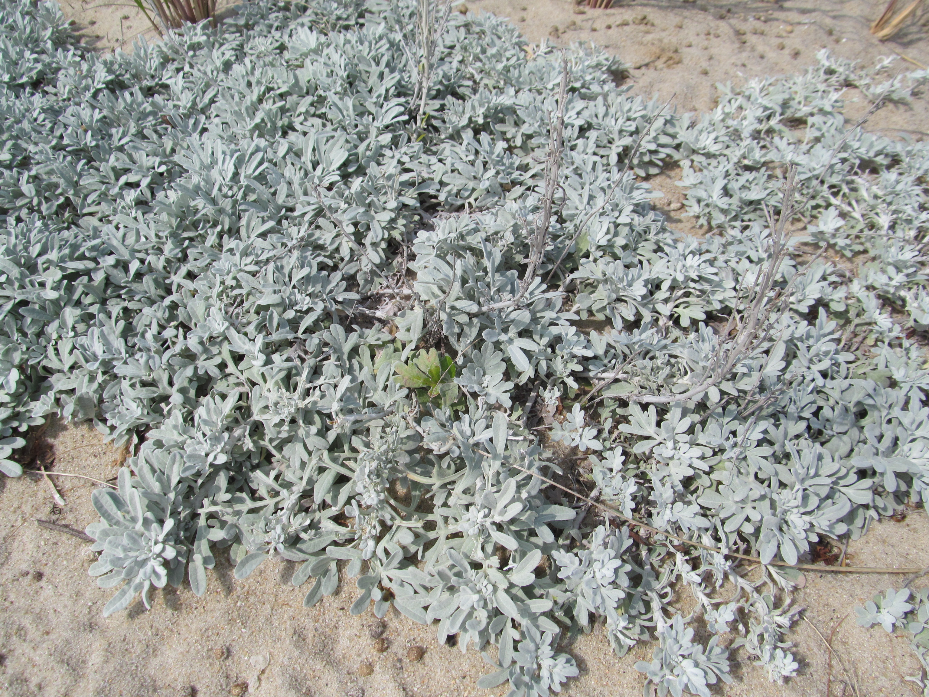 beach wormwood